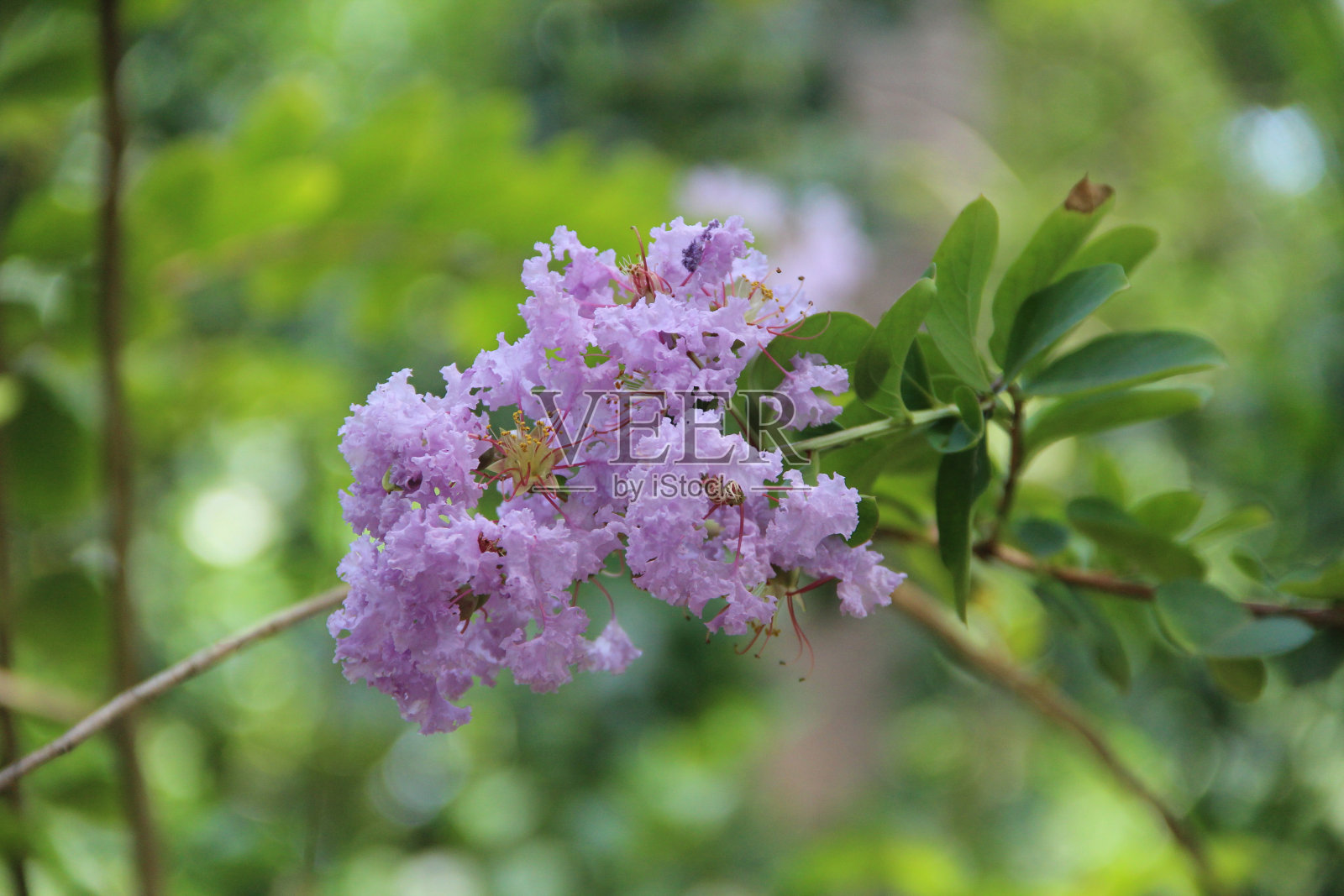 紫色Crapemyrtle布什照片摄影图片