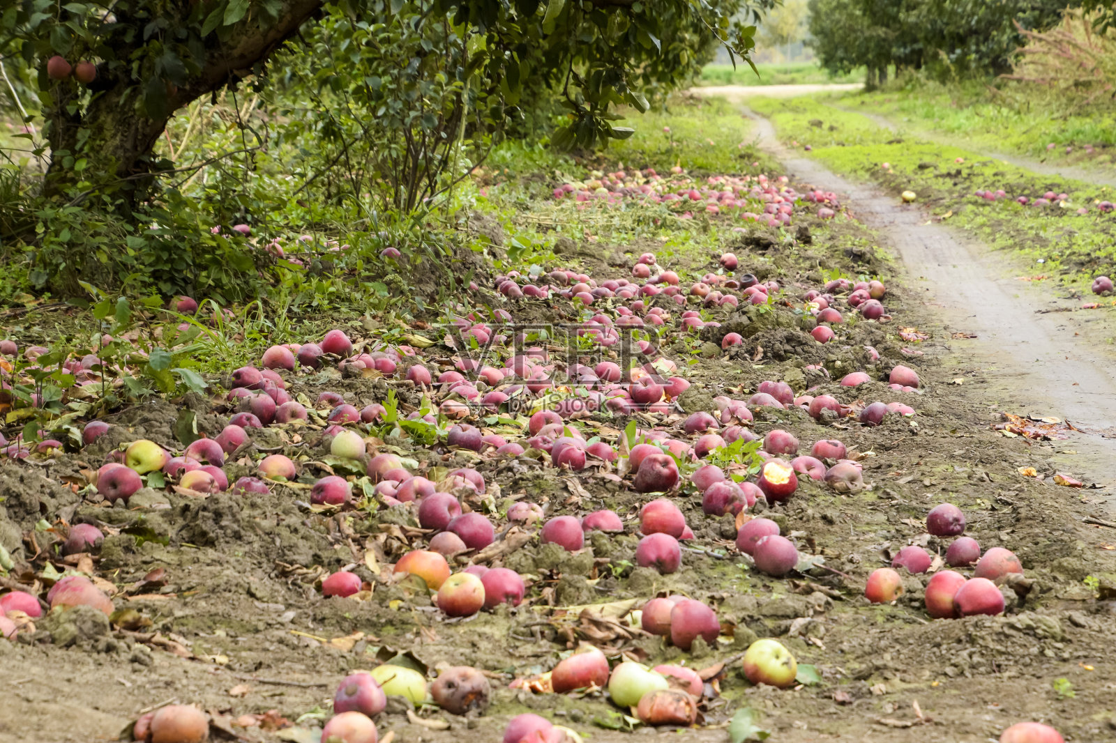 苹果果园。成行的树木和地下的果实照片摄影图片