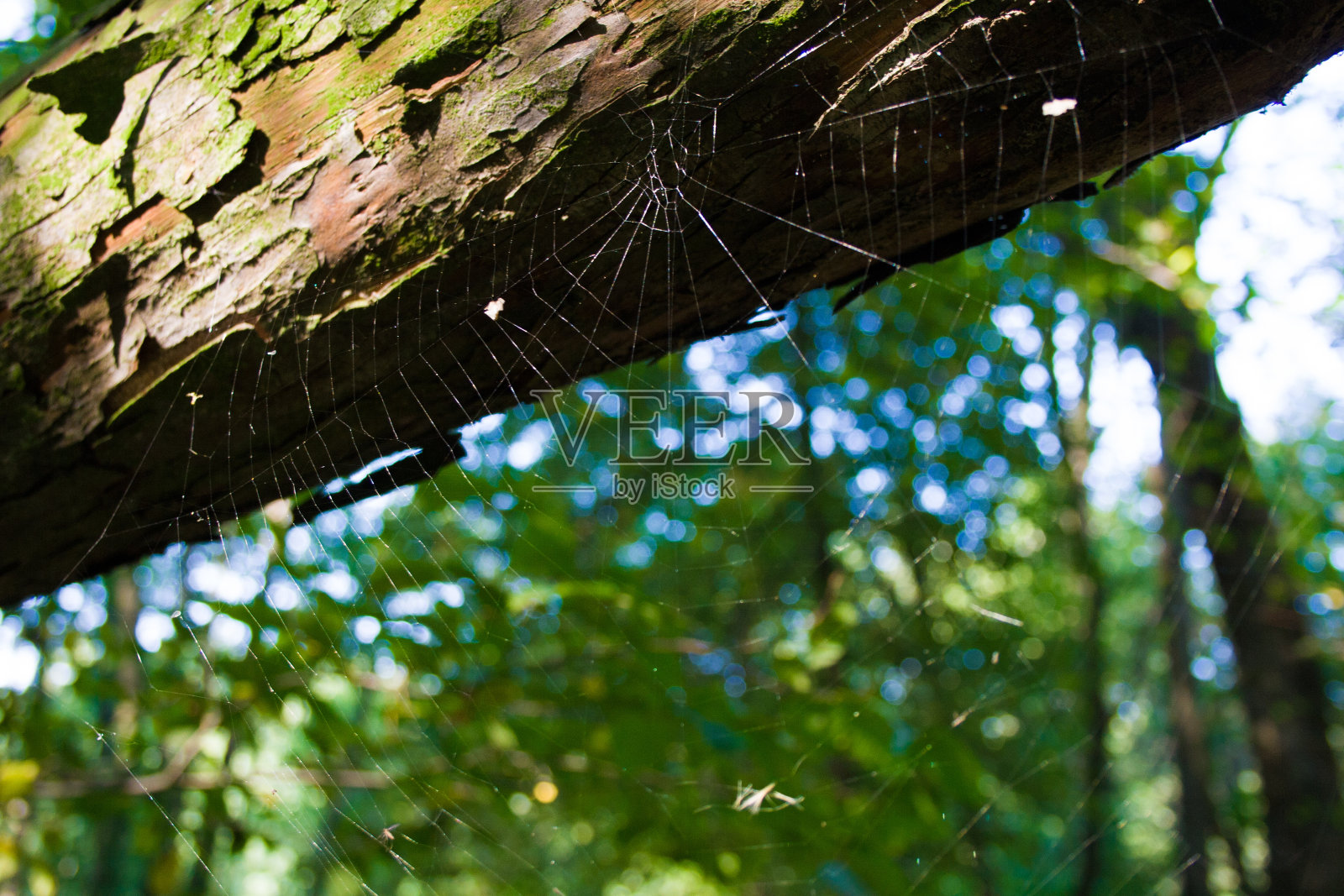 阳光下的蜘蛛网照片摄影图片