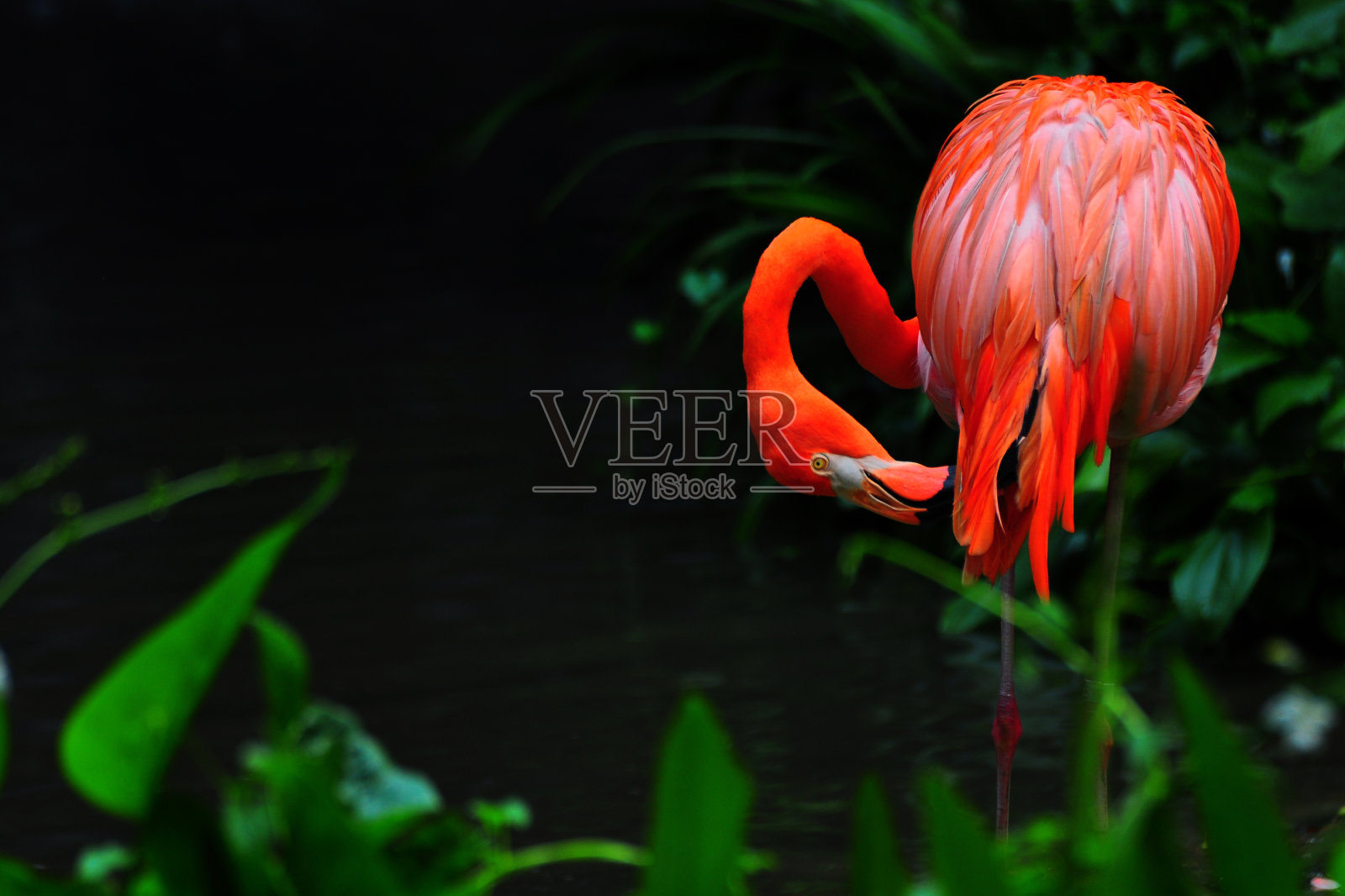 大自然中的火烈鸟照片摄影图片