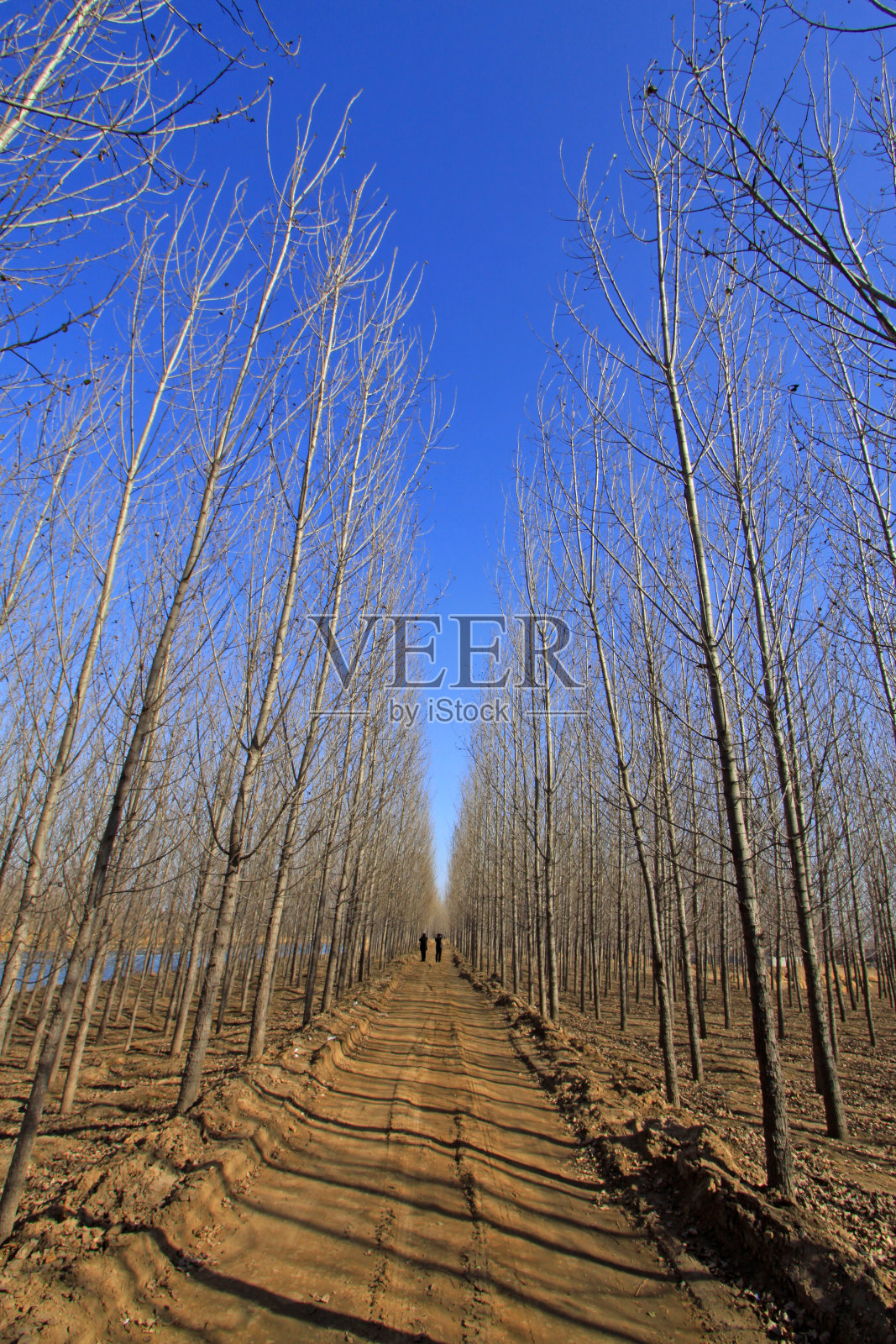 中国北方冬天的森林路面照片摄影图片