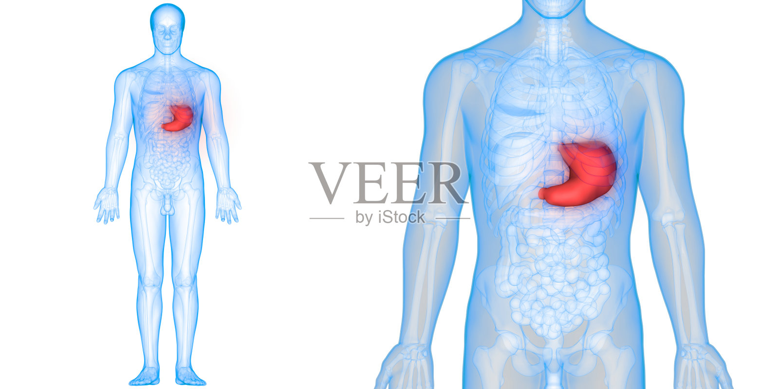 人体消化系统解剖学(胃)照片摄影图片