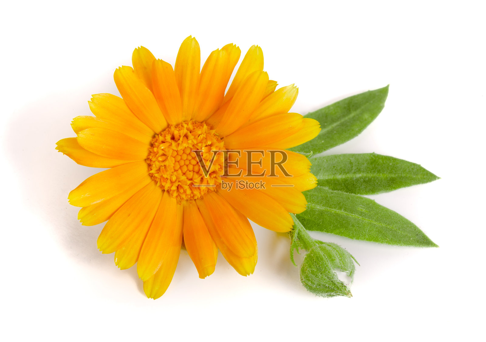 金盏花。孤立的叶子在白色背景上的万寿菊花照片摄影图片