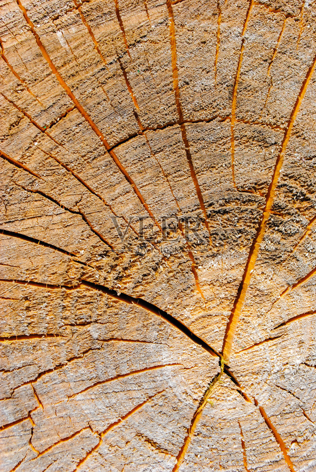 老树桩俯视图用作休息的座位。木材纹理照片摄影图片