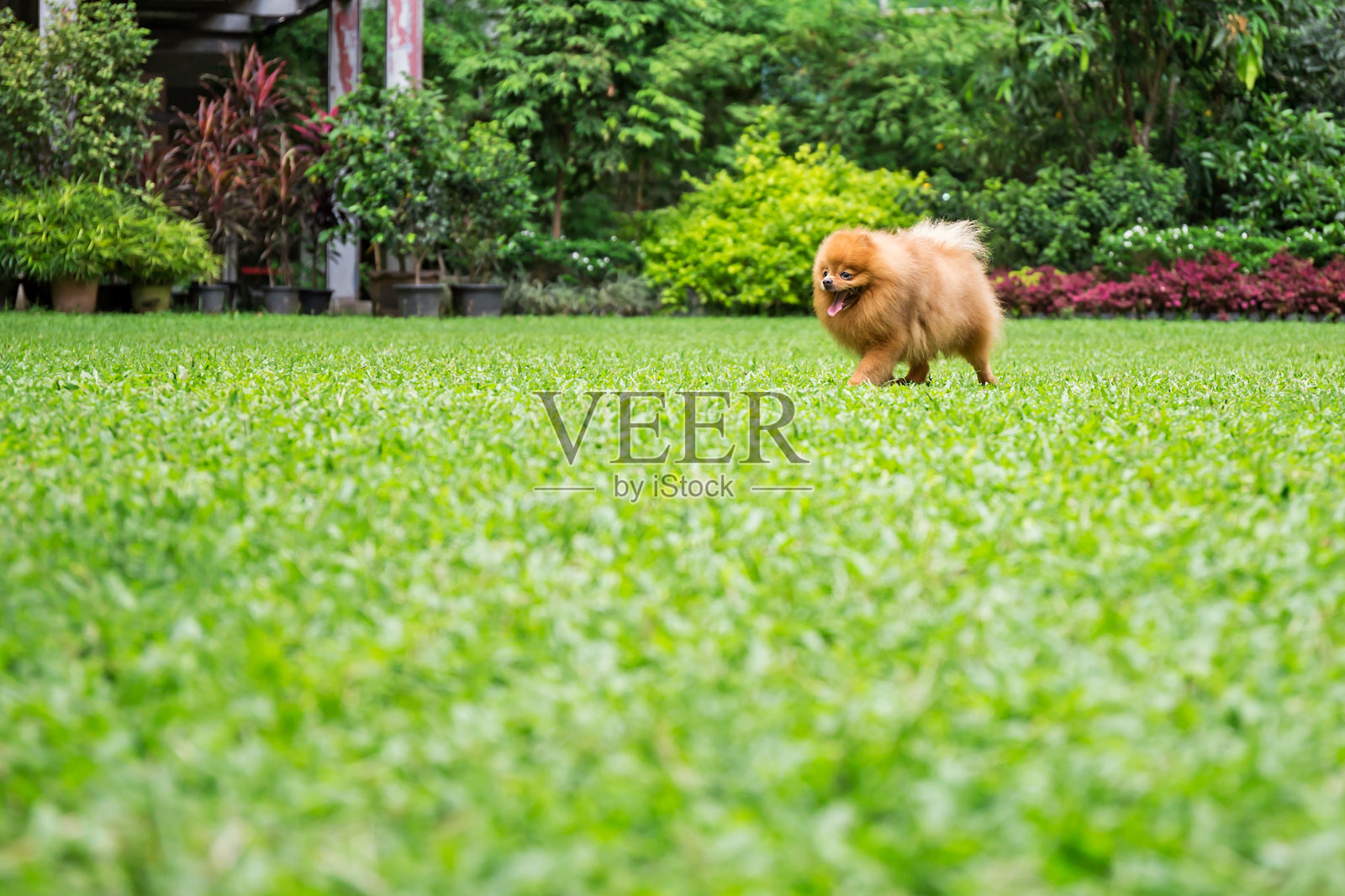 博美犬在花园里的绿草上奔跑照片摄影图片
