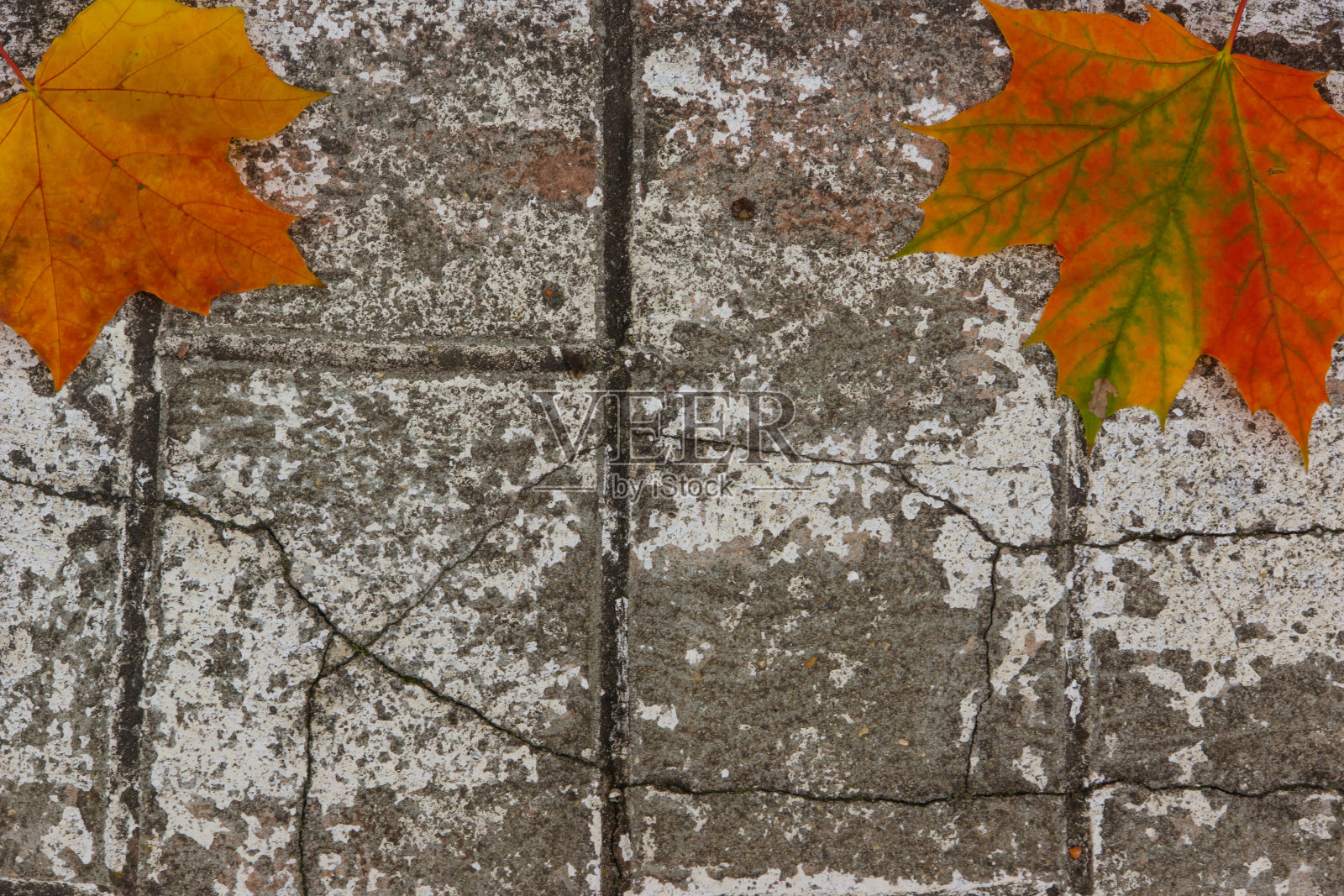 古老的石墙上的秋叶灿烂照片摄影图片