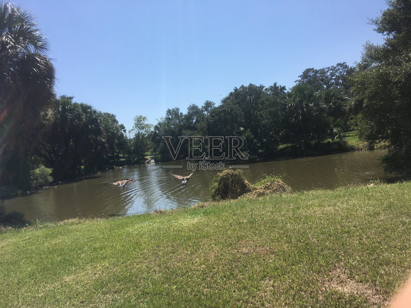 鹅排成一排在草地上走照片摄影图片