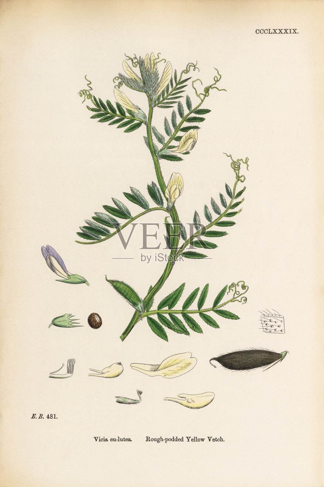 粗荚黄Vetch，紫薇，维多利亚植物学插图，1863年插画图片素材