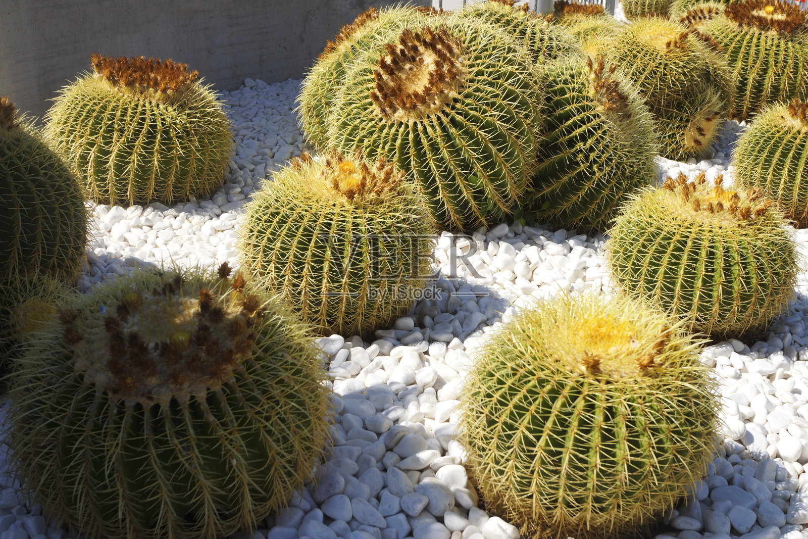 仙人掌在鹅卵石照片摄影图片