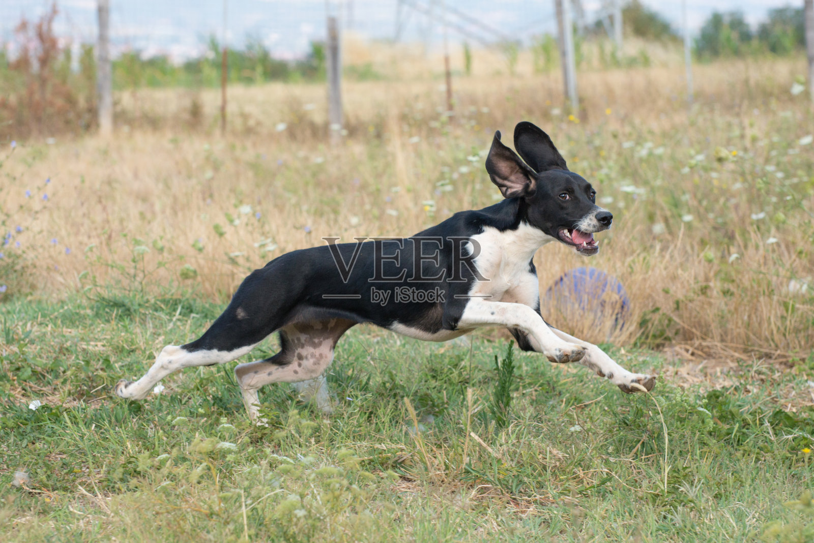 狗狗收容所的快乐狗狗照片摄影图片