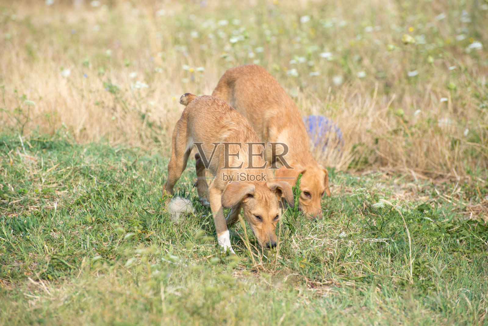 狗游戏照片摄影图片