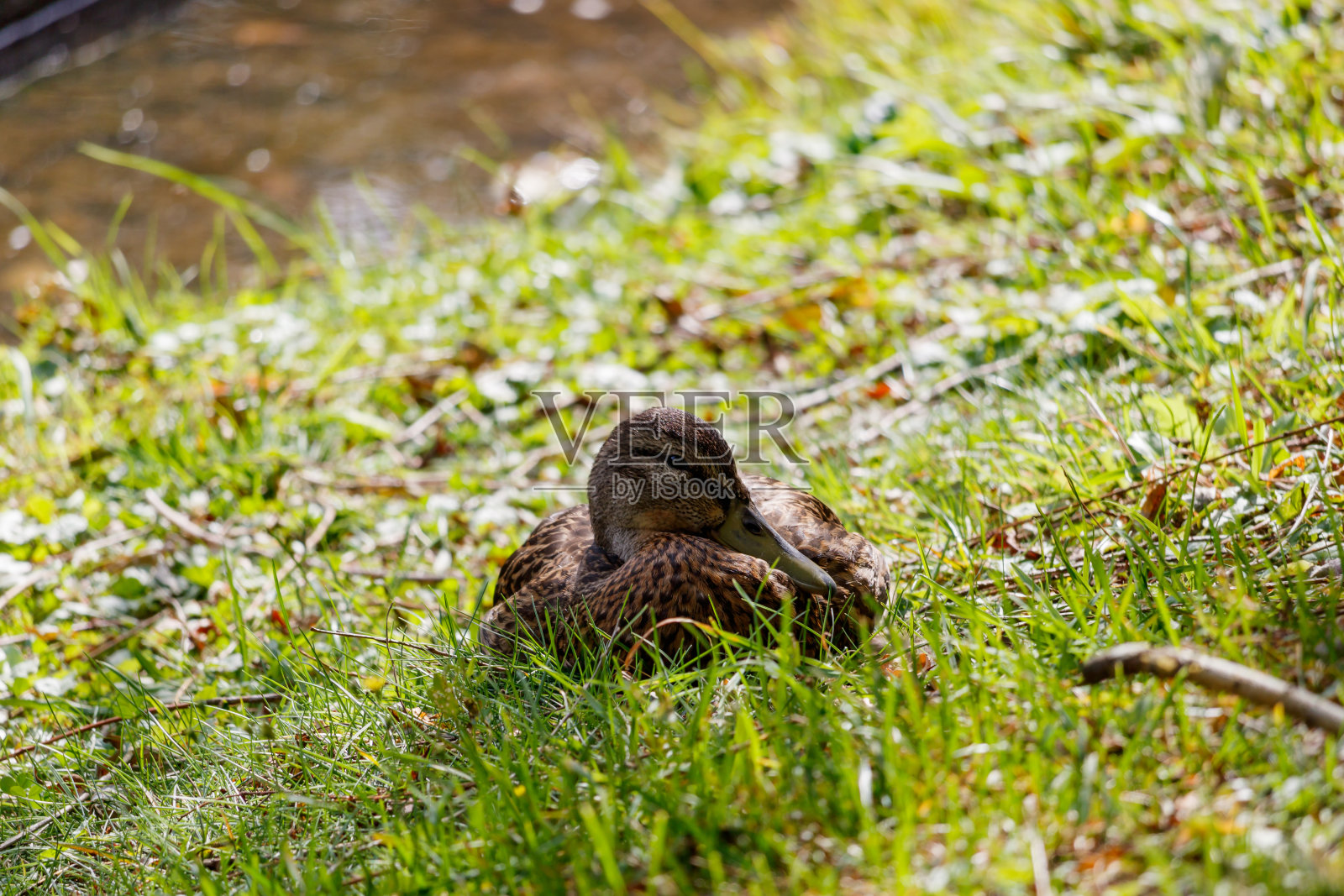 野鸭在湖边的绿草上休息照片摄影图片