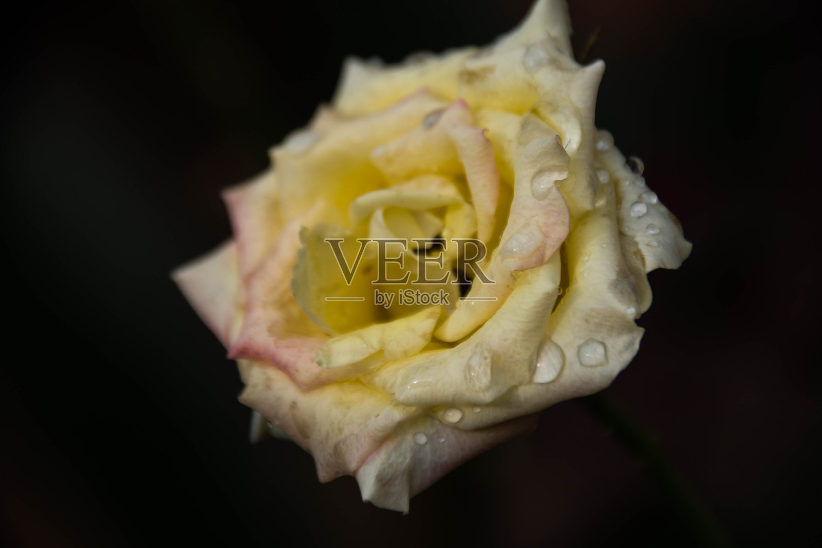 美丽的玫瑰在花园里照片摄影图片