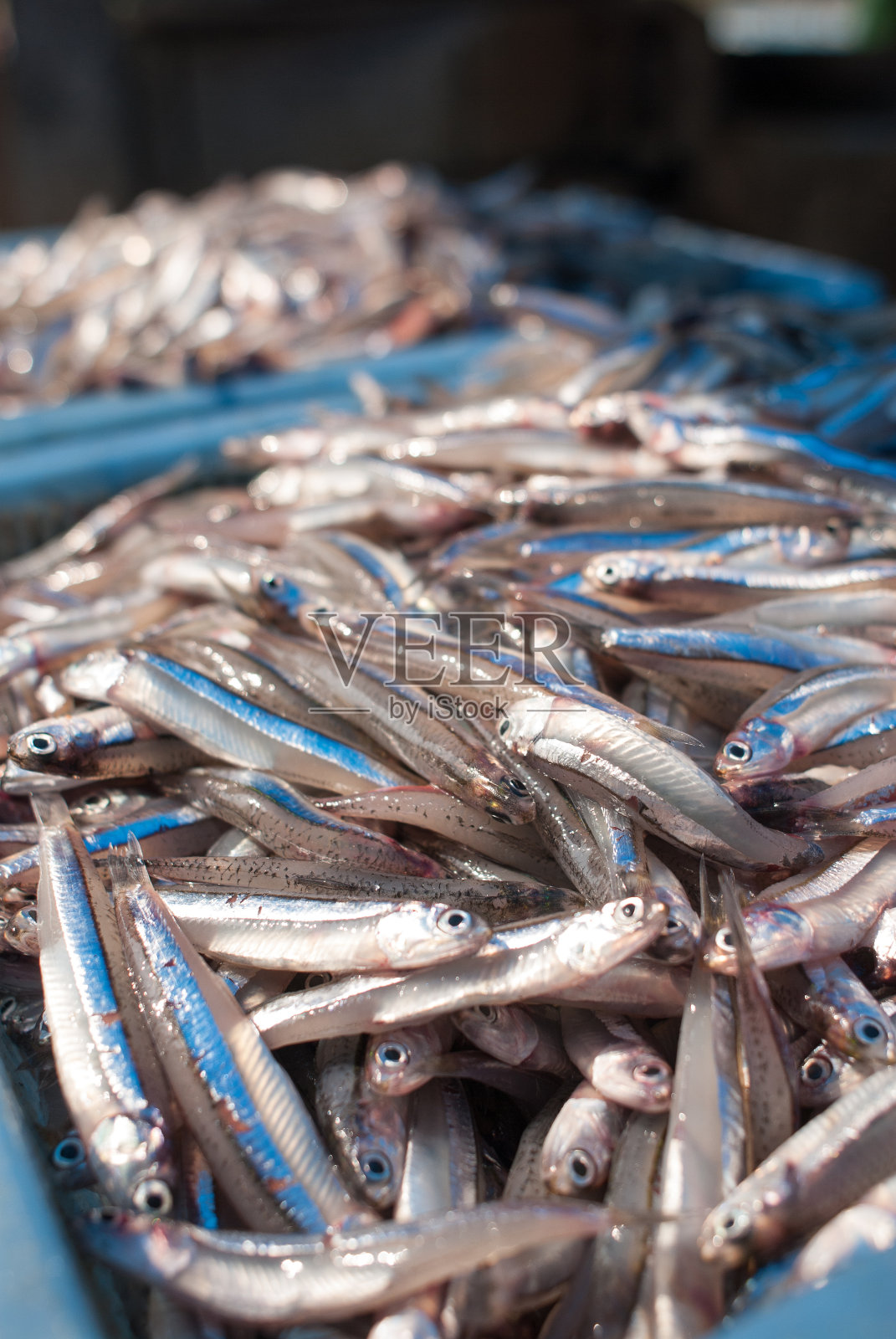 小凤尾鱼照片摄影图片