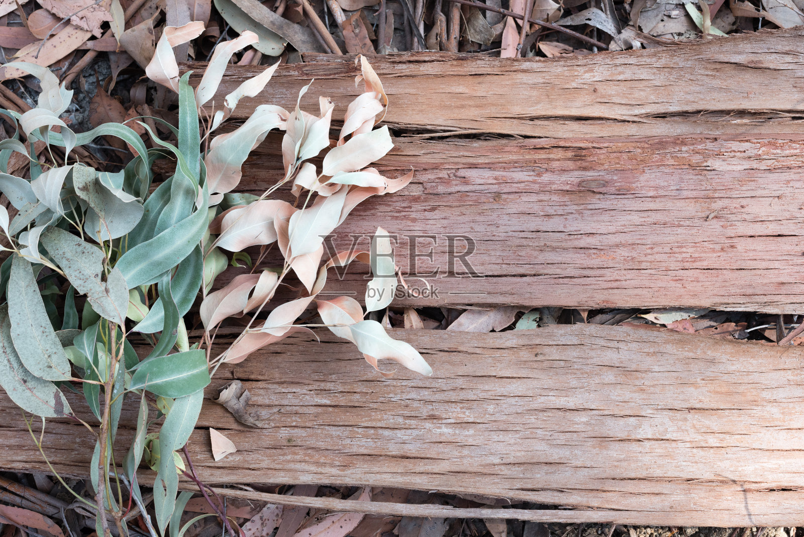 桉树皮和树叶照片摄影图片