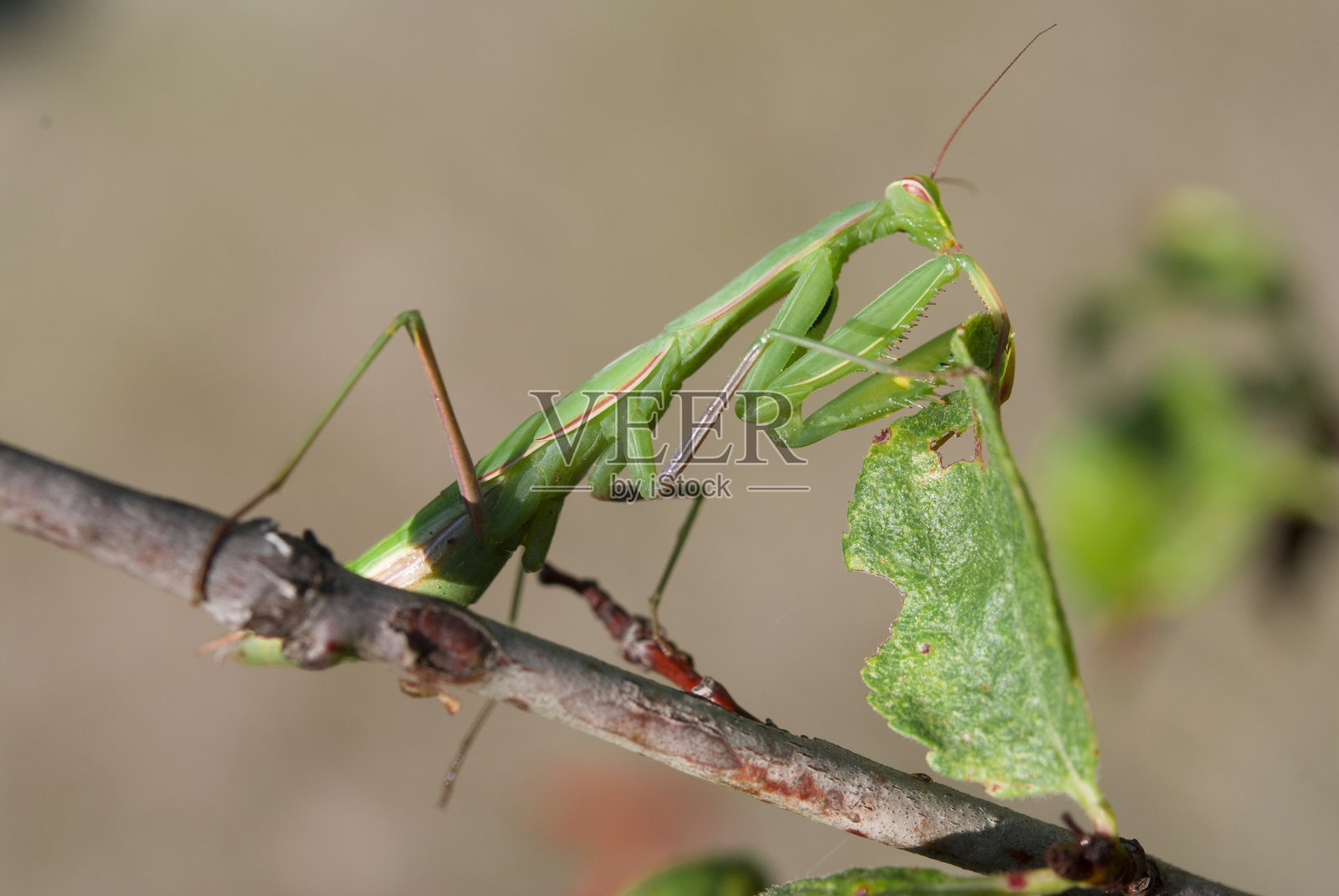 螳螂的宗教照片摄影图片