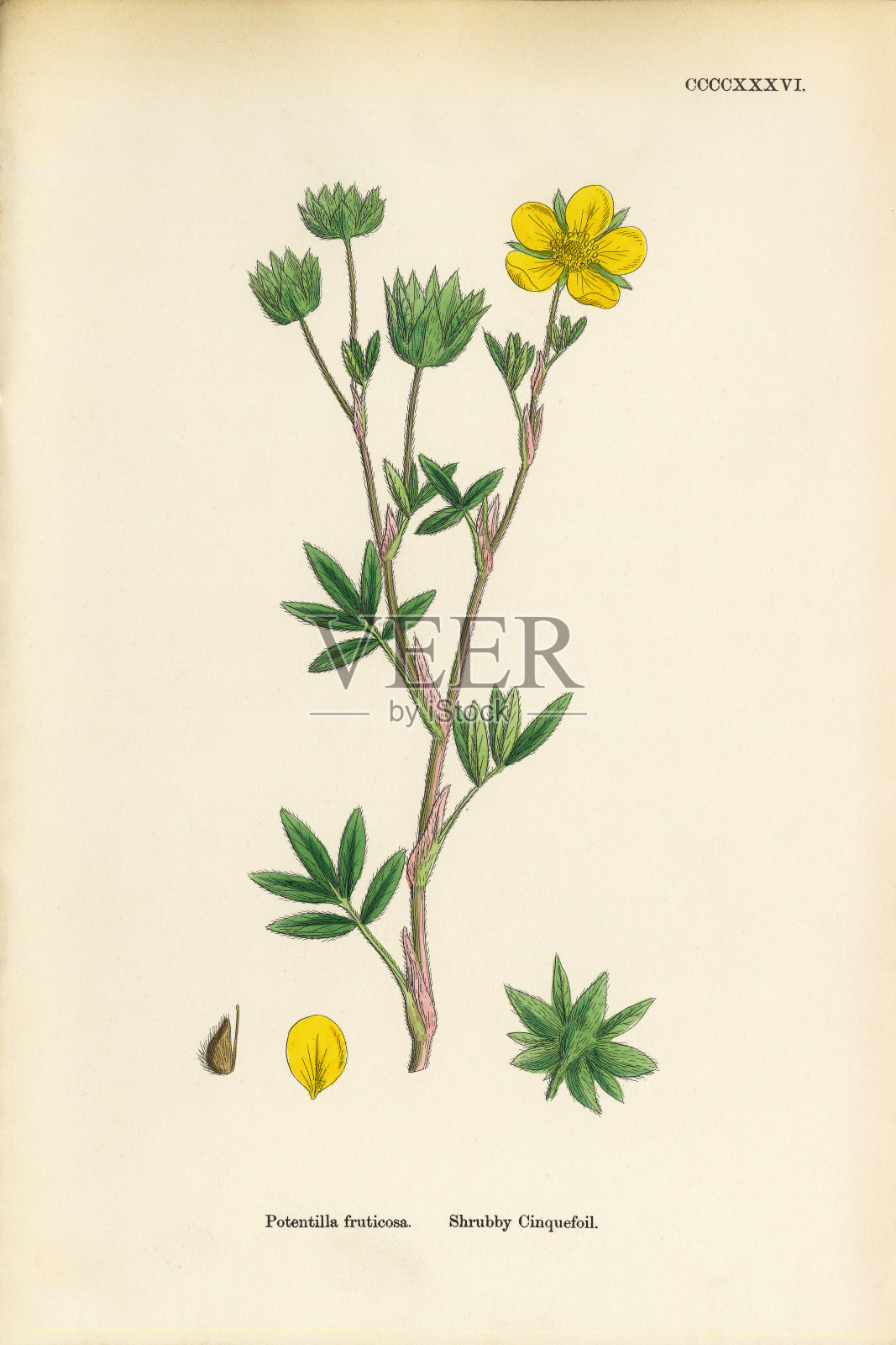 灌木，金露梅，维多利亚植物学插图，1863年设计元素图片