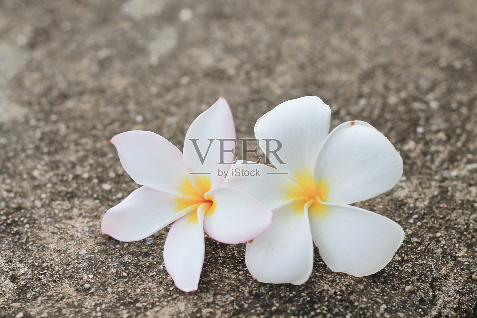 两朵白色的花，鸡蛋花，在水泥地上。照片摄影图片