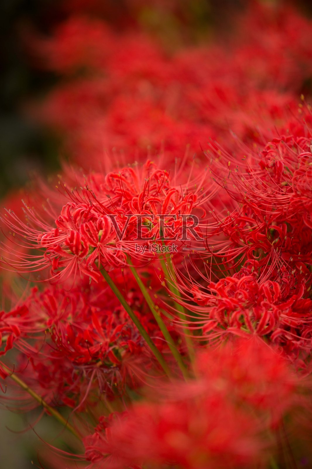 像一朵血淋淋的花。照片摄影图片