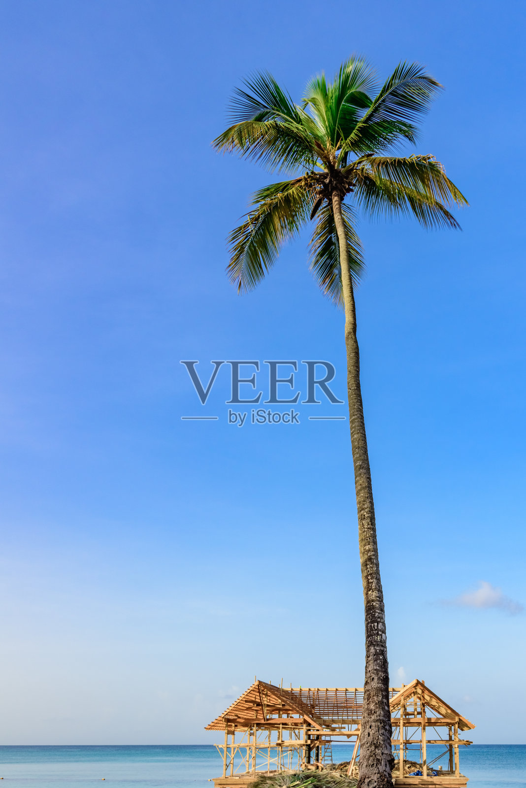 棕榈海洋天空照片摄影图片