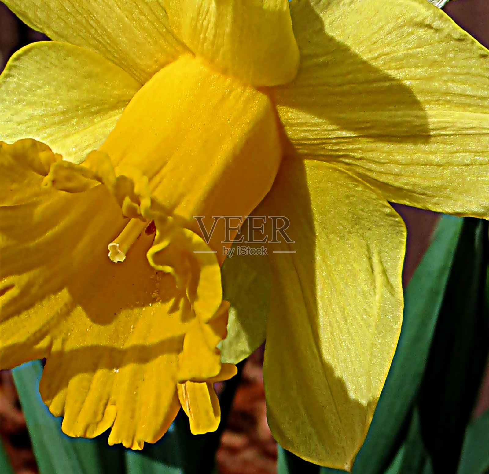 春天收集照片摄影图片