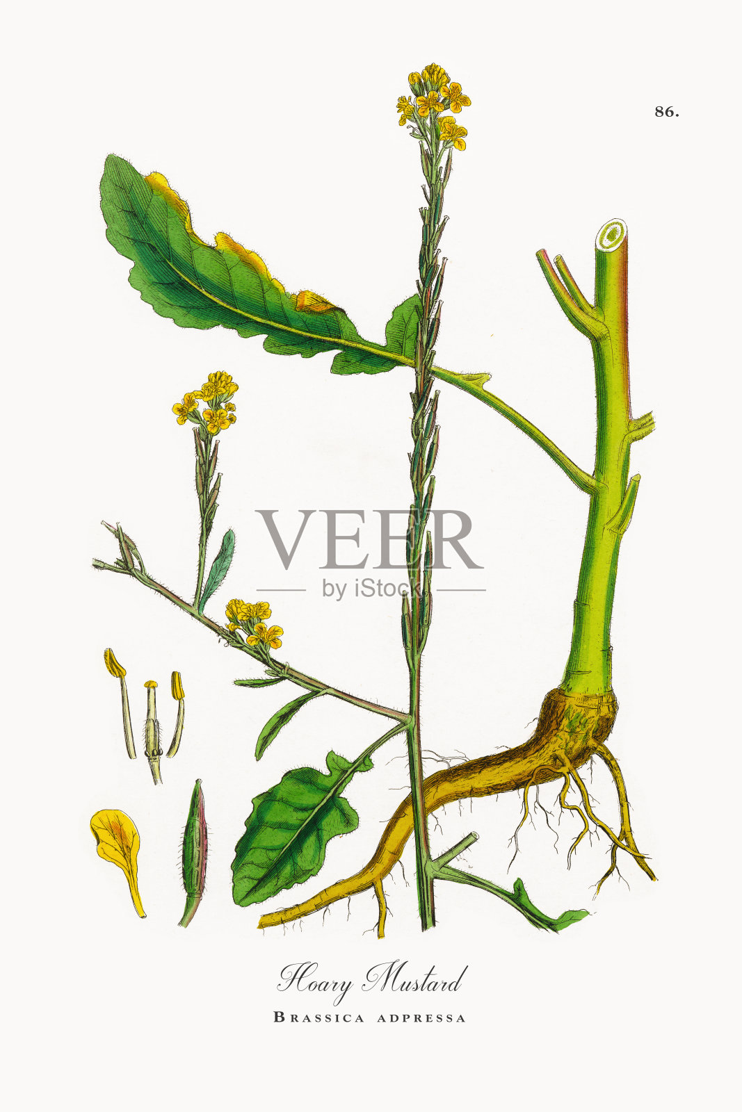 白芥菜，布拉西卡adpressa，维多利亚植物学插图，1863插画图片素材