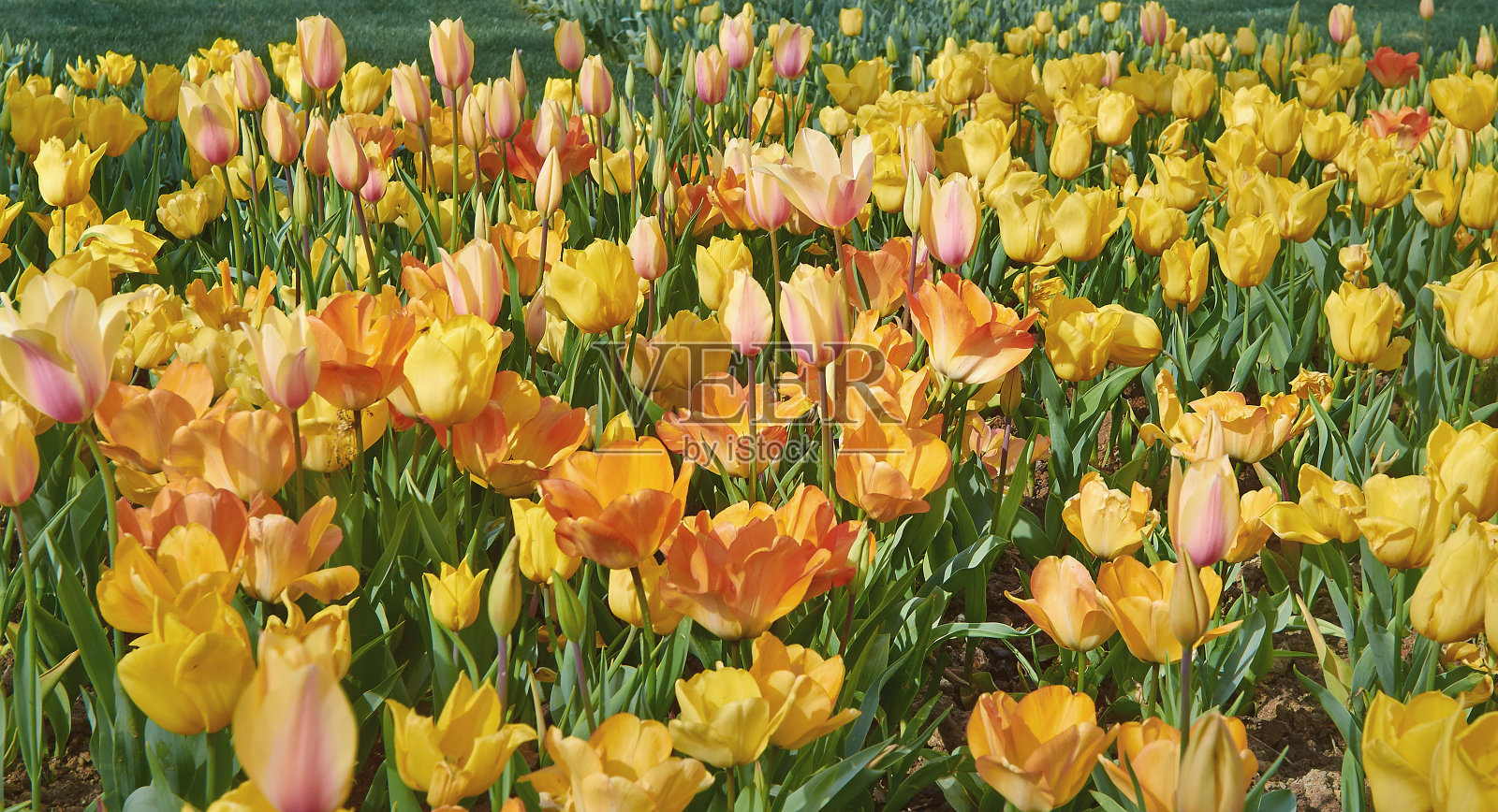 背景为黄色郁金香花，特写。照片摄影图片