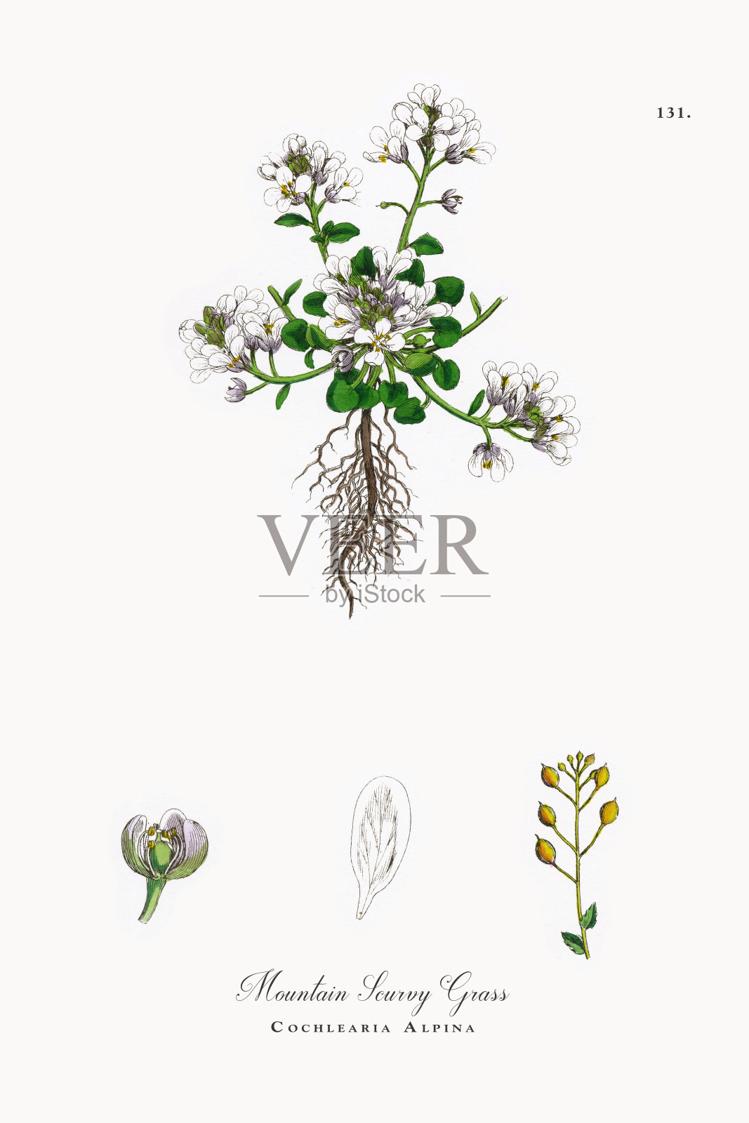 高山坏血病草，Cochlearia Alpina，维多利亚植物学插图，1863年设计元素图片