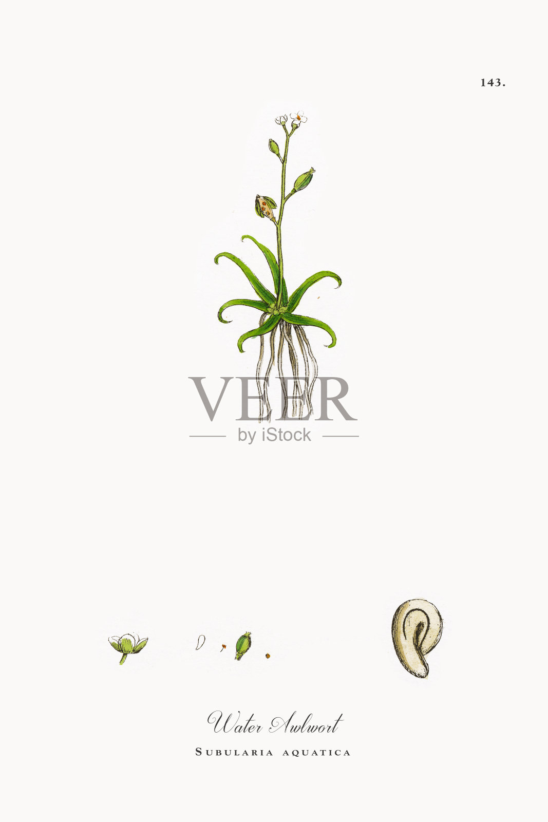 水蕨，水草属，维多利亚植物学插图，1863年插画图片素材