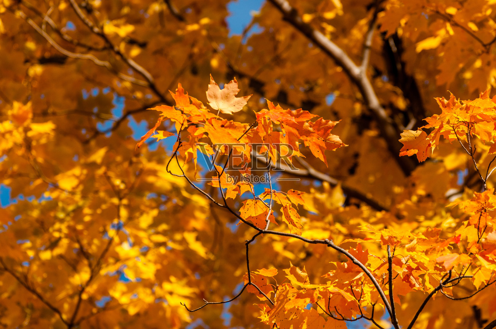 四季照片摄影图片