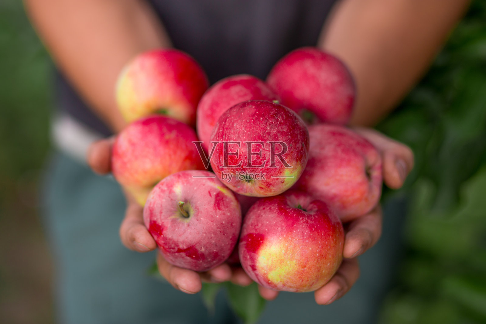 在果园里收获果实照片摄影图片