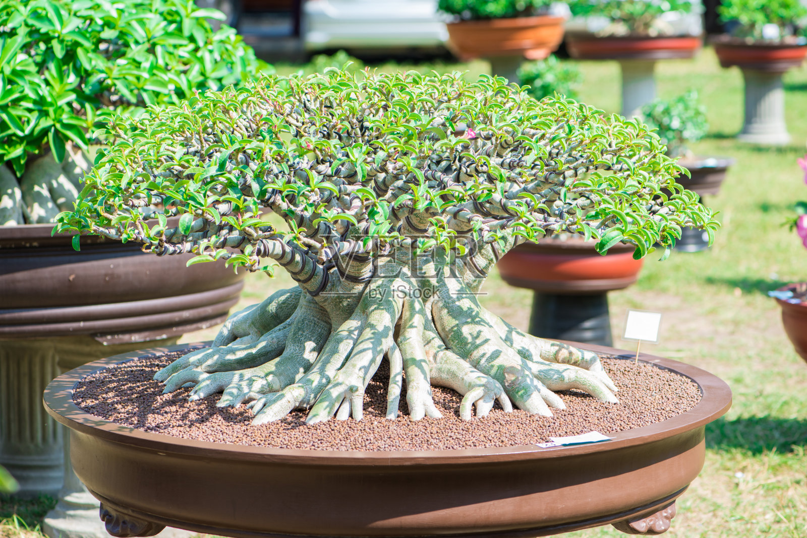 蔷薇属植物或沙漠蔷薇属植物照片摄影图片