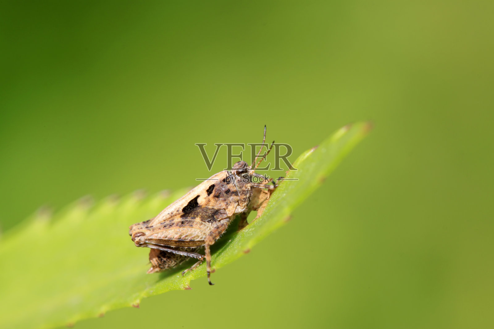 蝗虫栖息在野外的绿叶上照片摄影图片