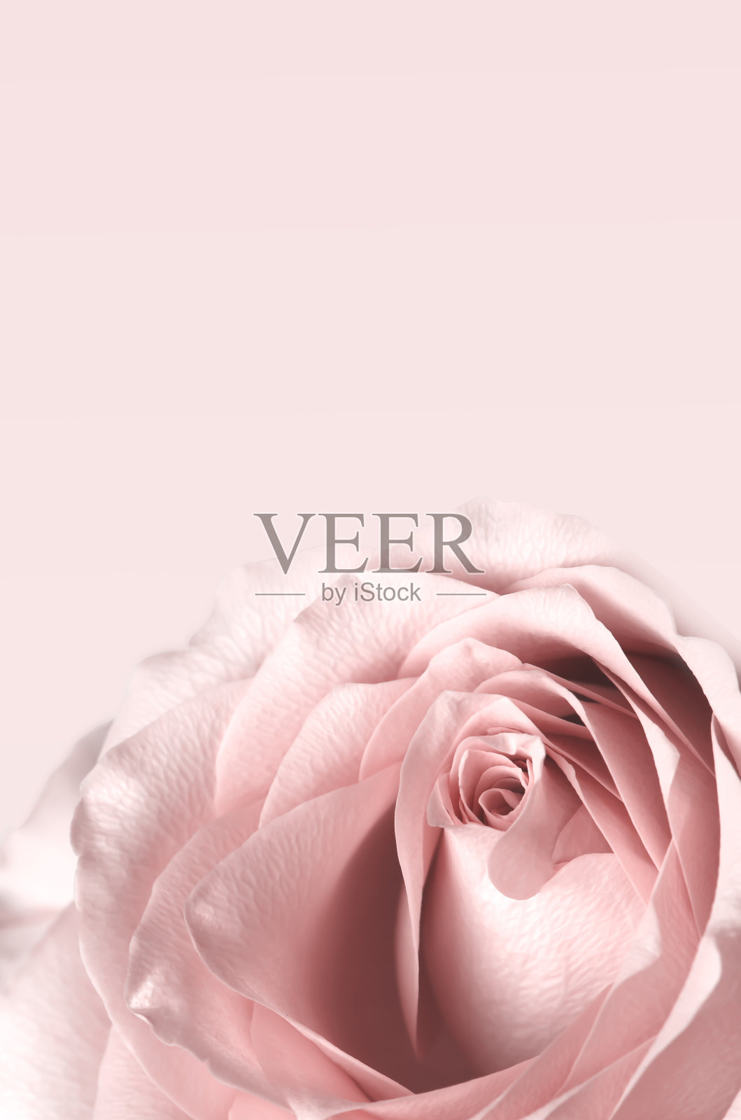 复古的玫瑰寒酸别致精致的花朵背景照片摄影图片