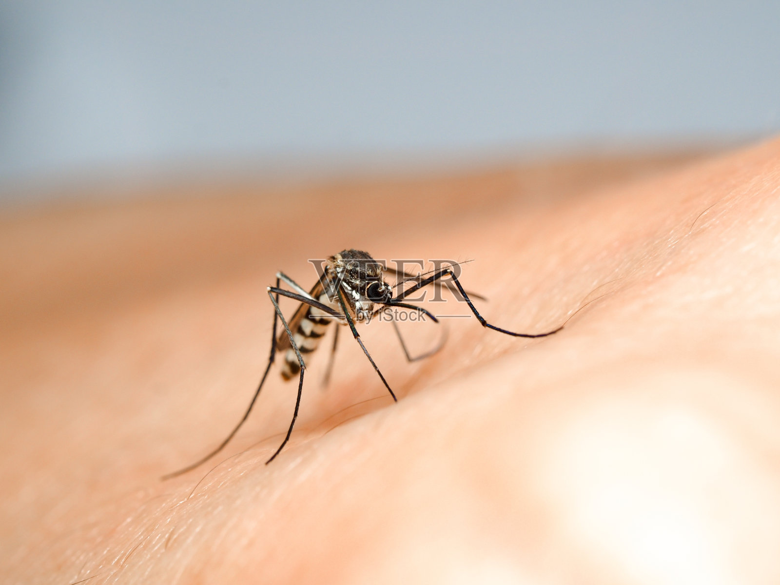 蚊子被隔离在白色背景上。照片摄影图片