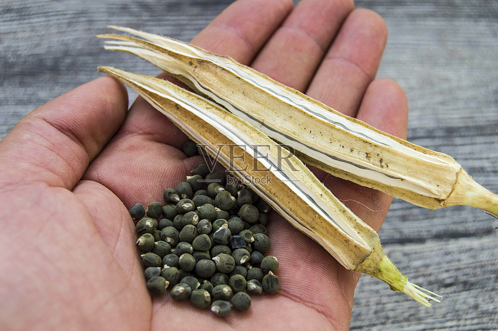 秋葵种子，秋葵产生种子，秋葵种子用于播种，照片摄影图片