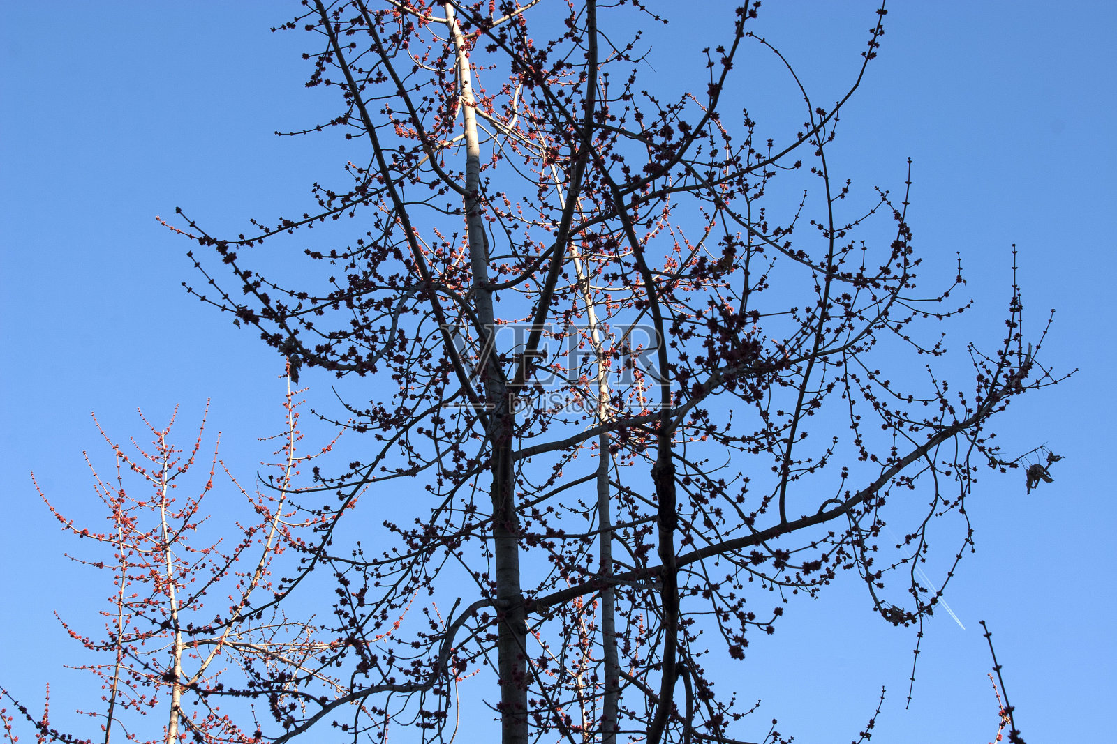 分支和天空照片摄影图片