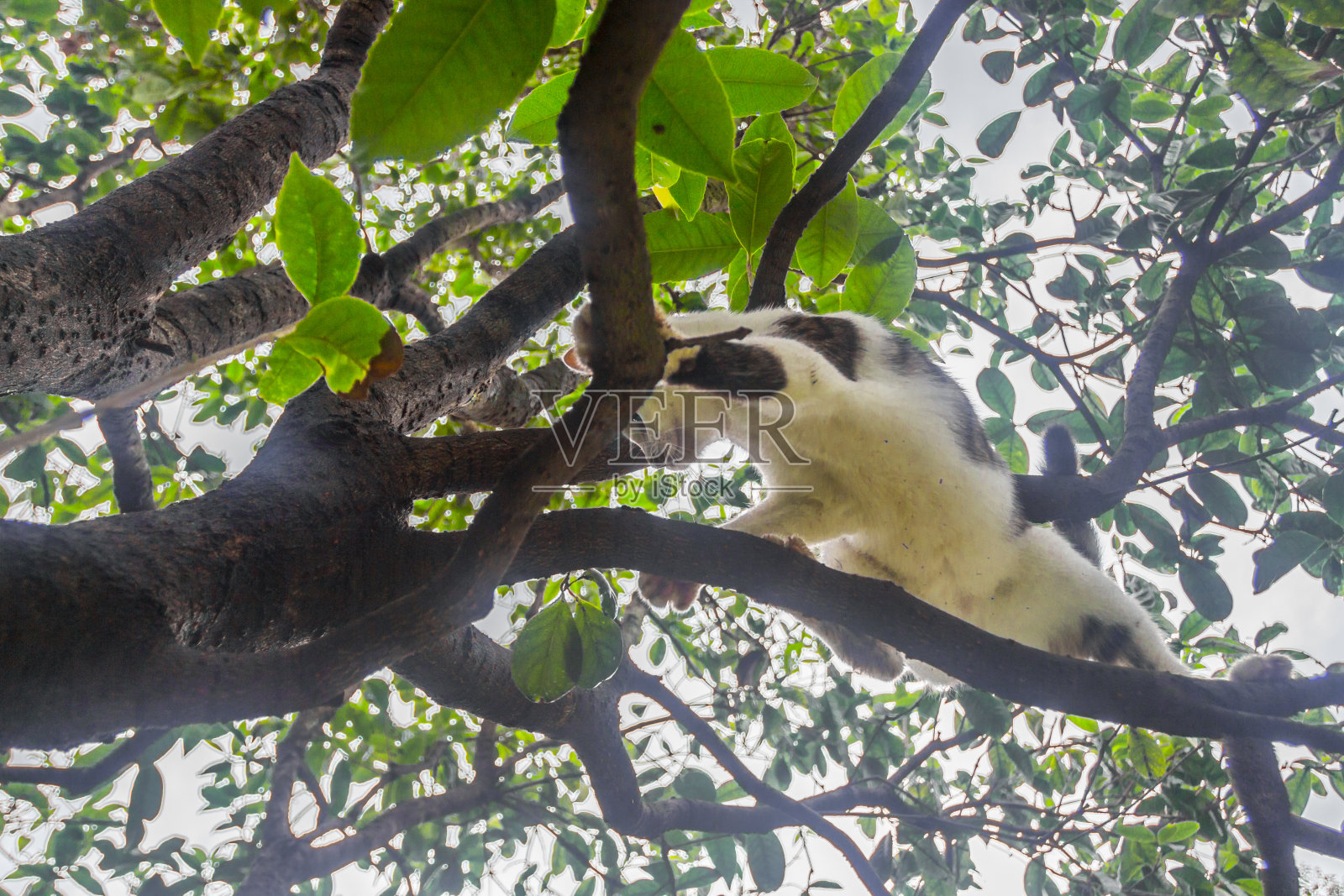 猫一直在树上玩照片摄影图片