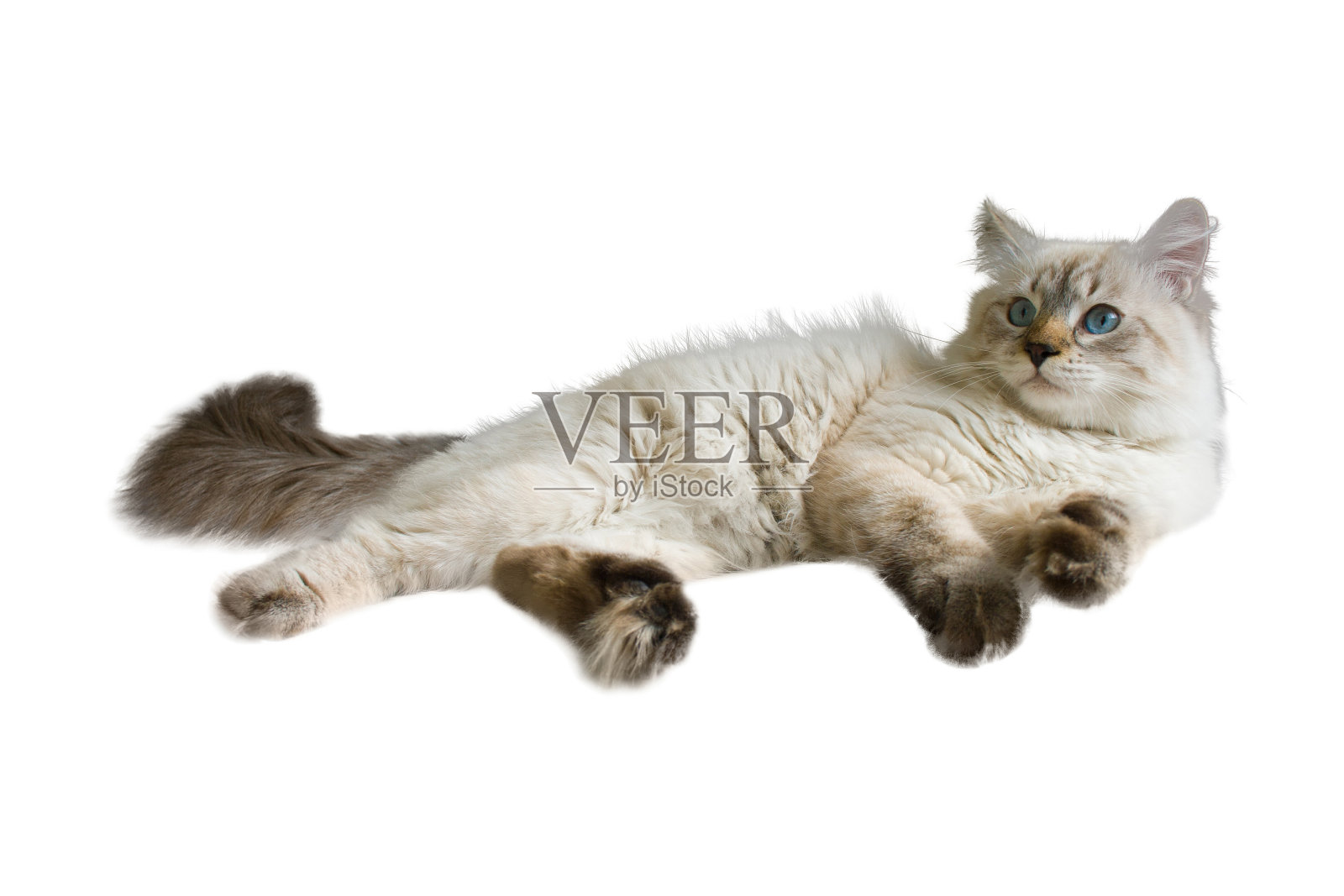 西伯利亚涅瓦化装舞会的猫照片摄影图片