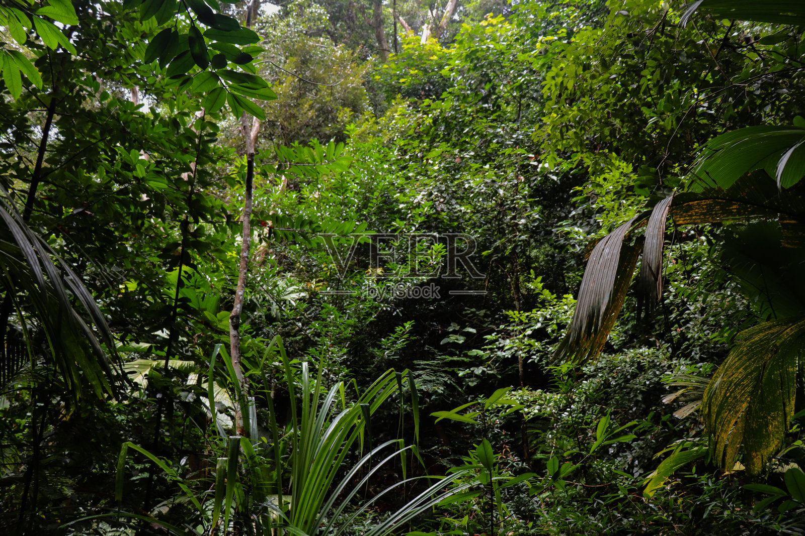 马埃岛北部贾斯敏山脚下的热带雨林。塞舌尔群岛。非洲东部照片摄影图片