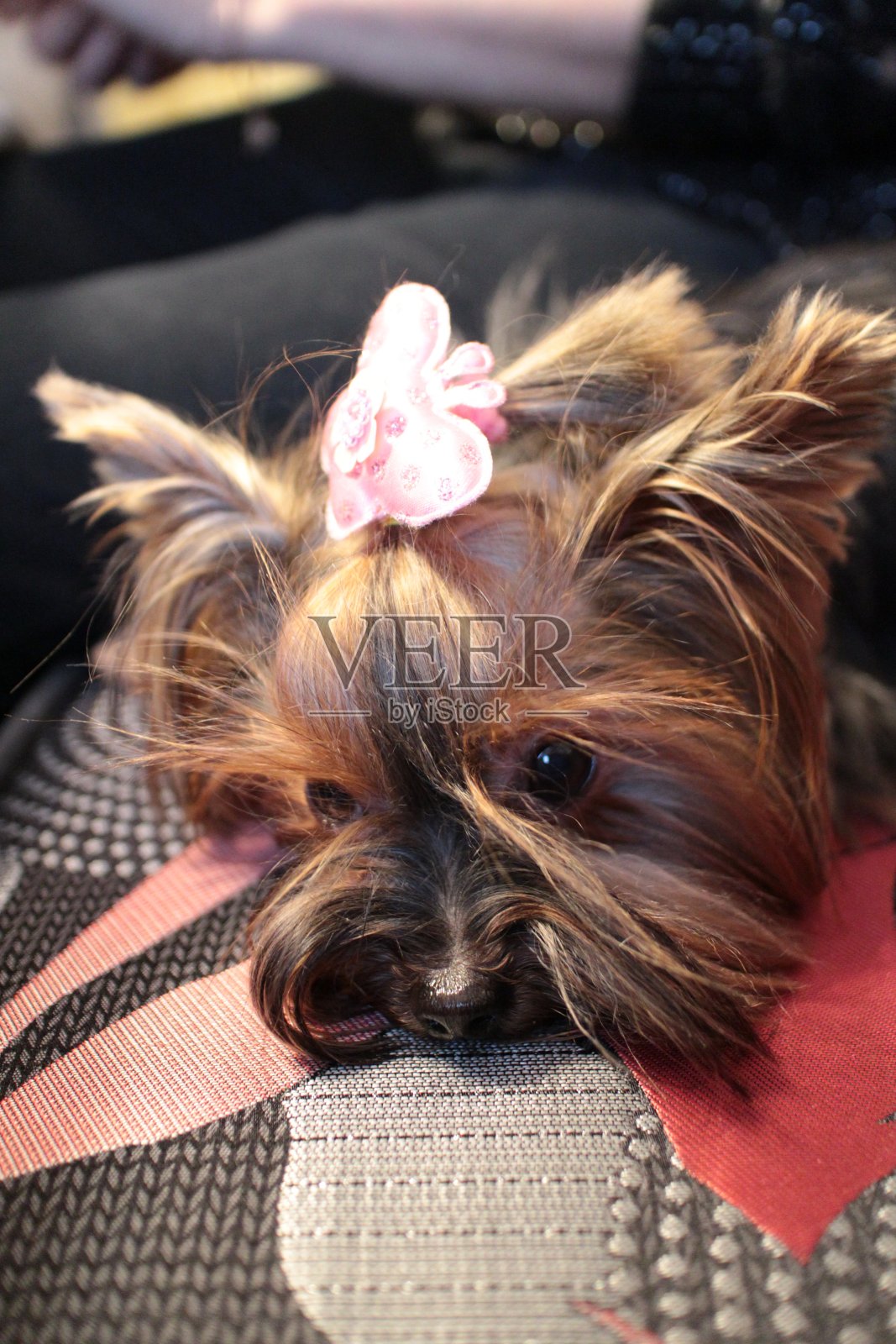 沙发上的约克郡犬照片摄影图片