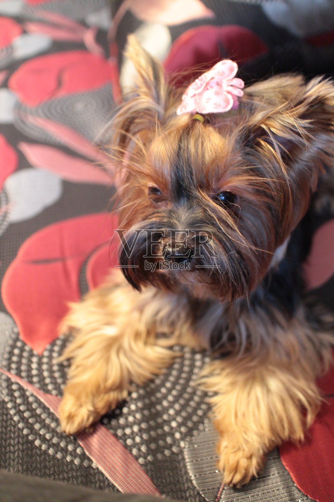 沙发上的约克郡犬照片摄影图片