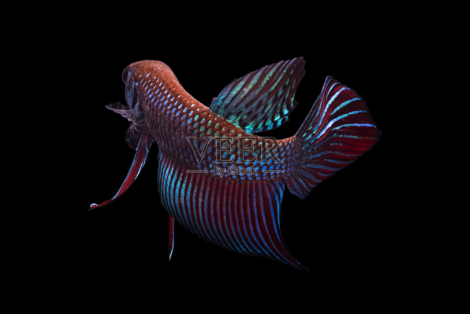 暹罗斗鱼照片摄影图片