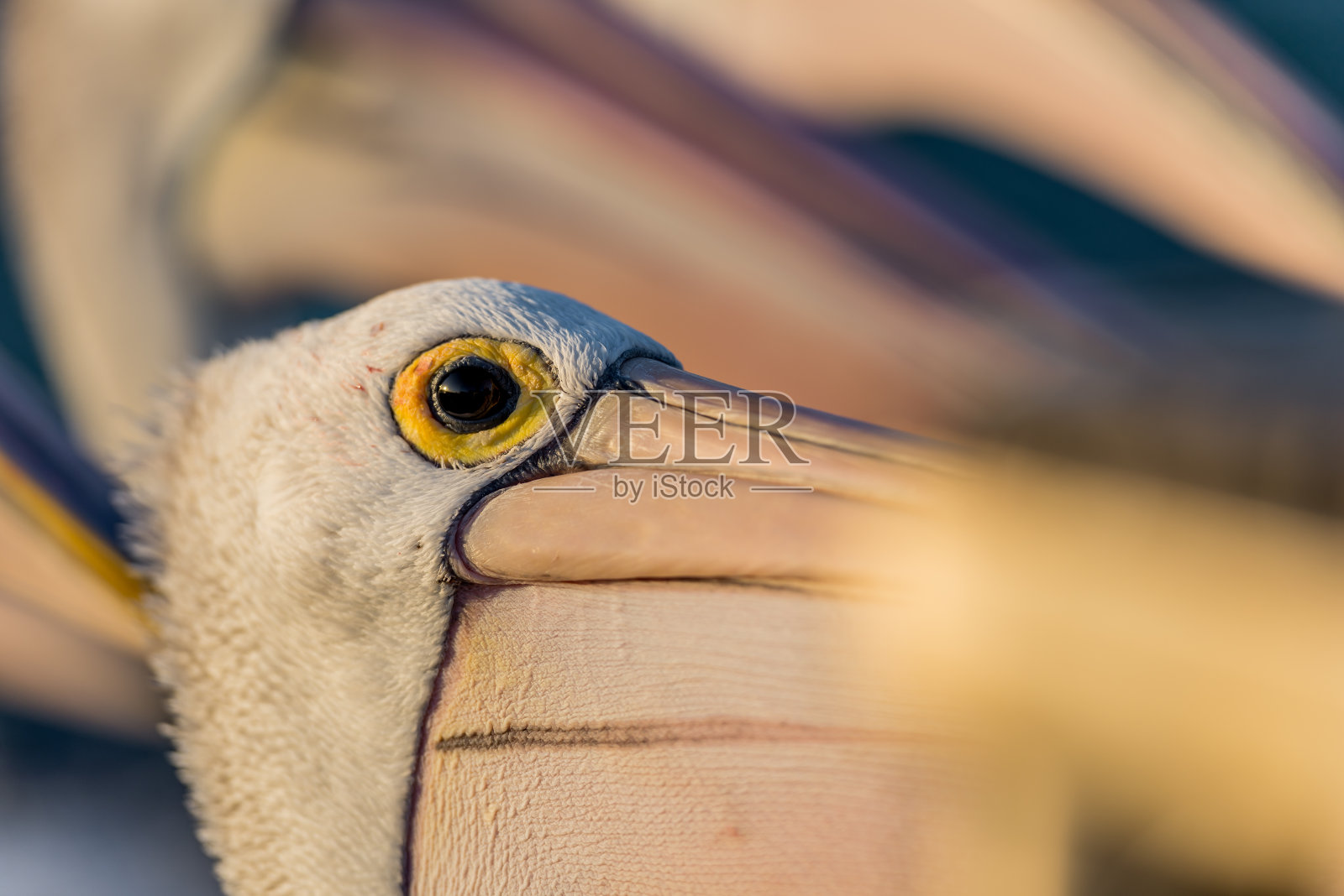 鹈鹕的特写照片摄影图片