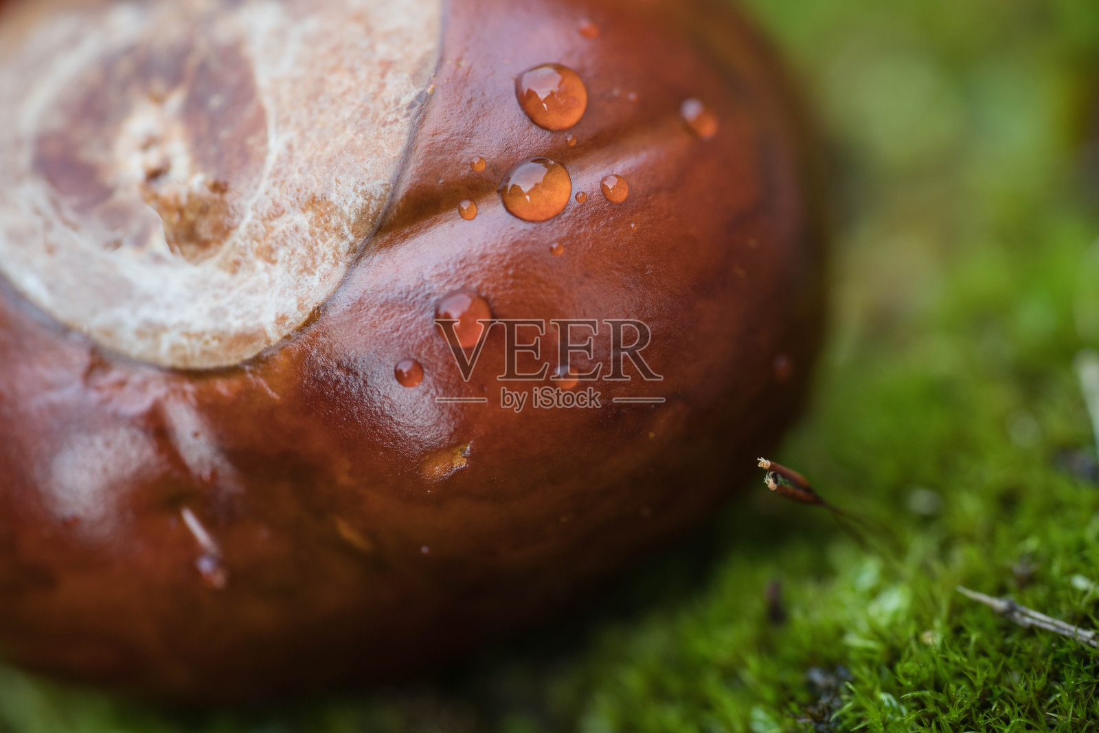 栗照片摄影图片