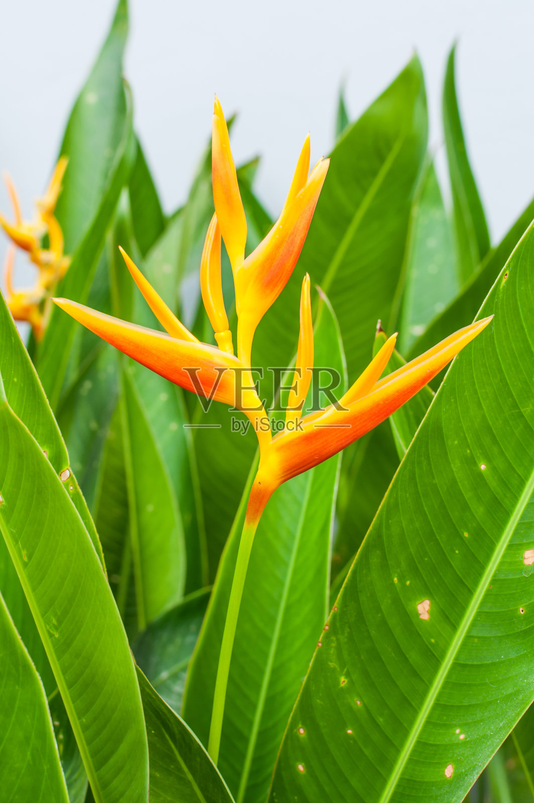 天堂鸟照片摄影图片