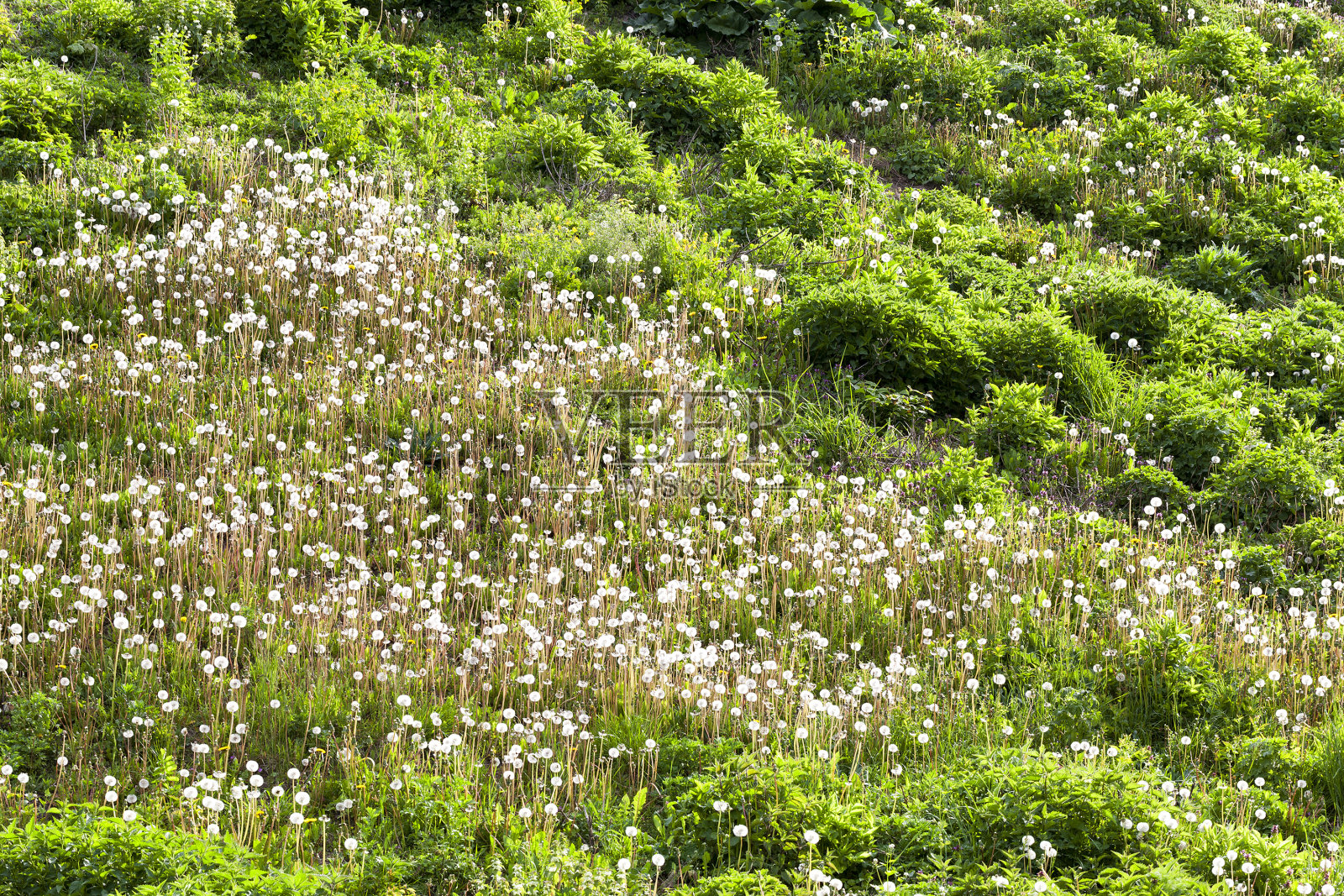 明亮的春天的蒲公英照片摄影图片