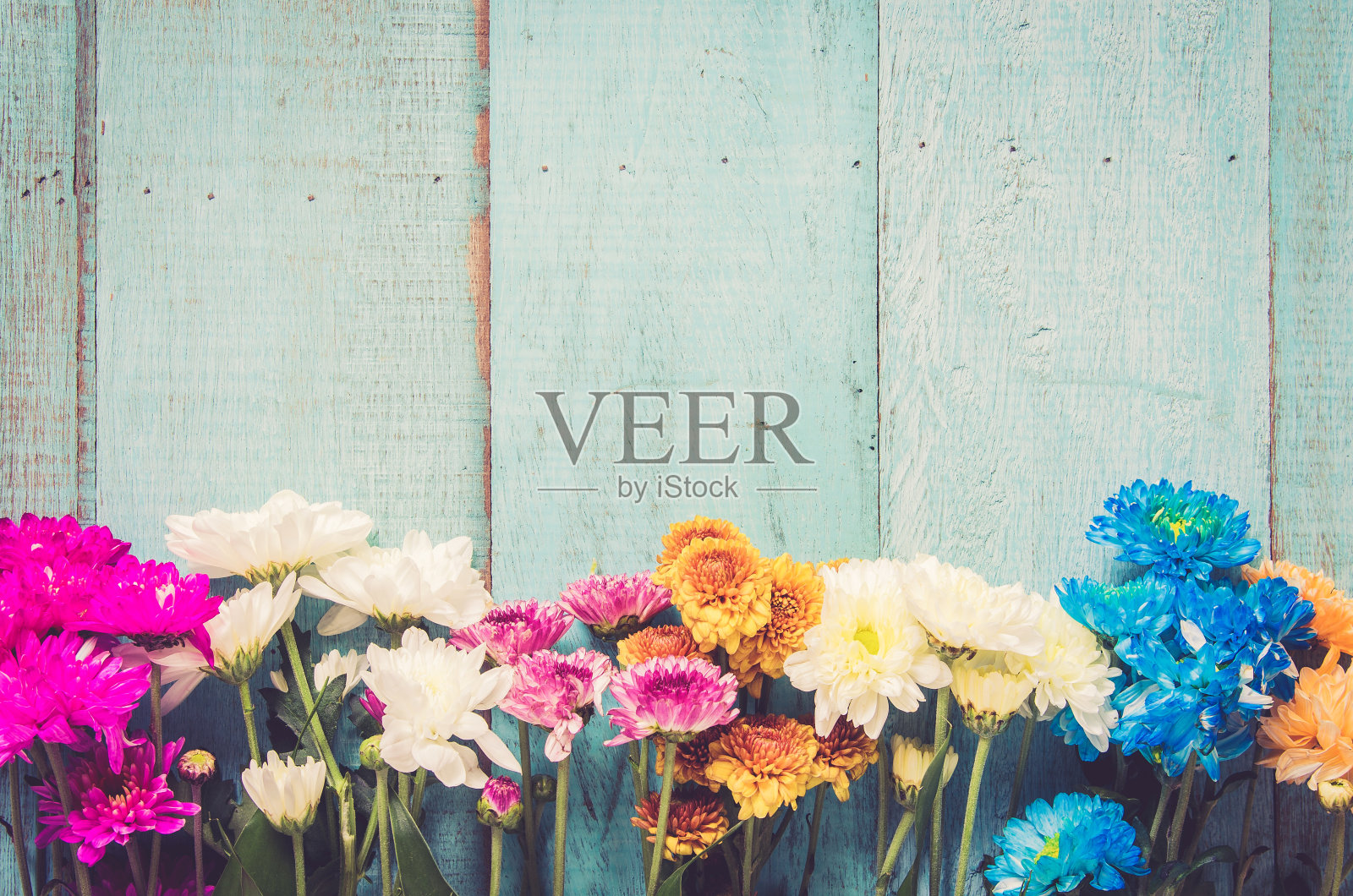 蓝色木质背景上五颜六色的花朵。节日贺卡顶部有拷贝空间，平铺。照片摄影图片