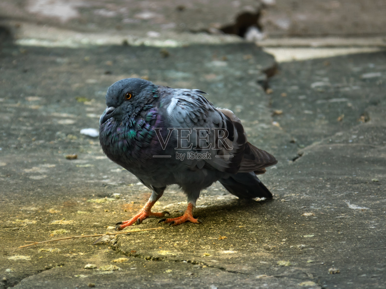 地上美丽的鸽子照片摄影图片