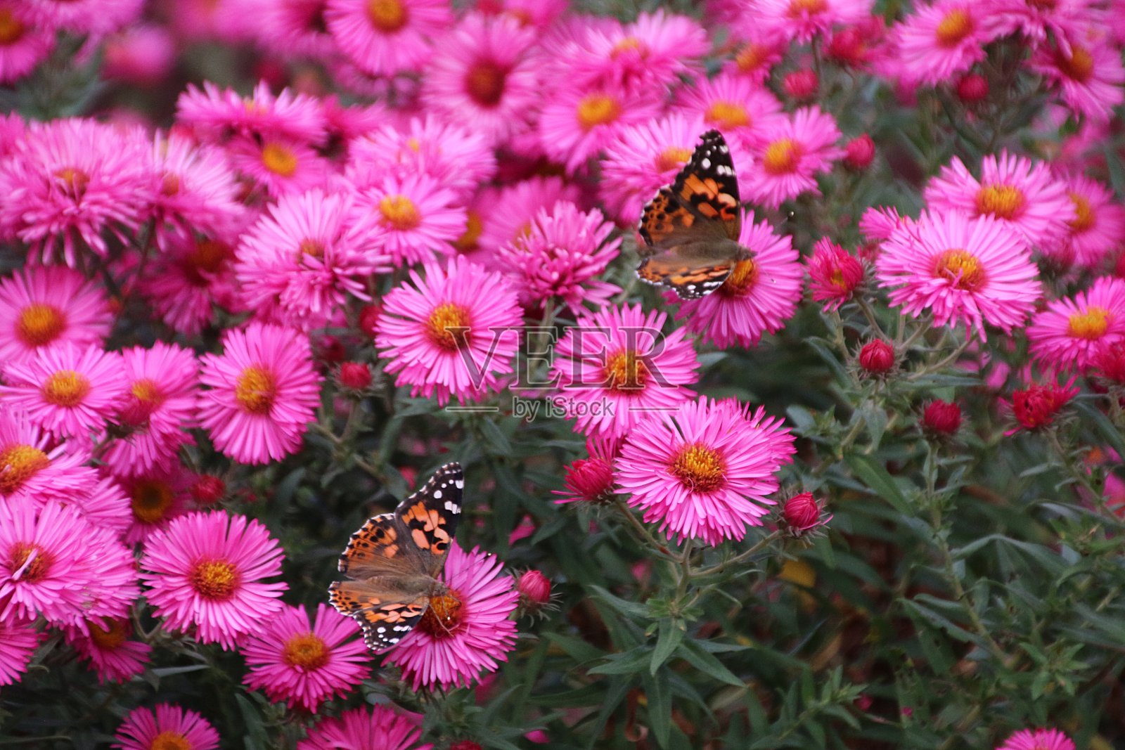 画蝴蝶夫人照片摄影图片